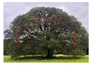 tree works example