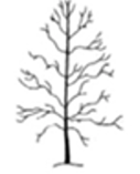 Crown thinning diagram